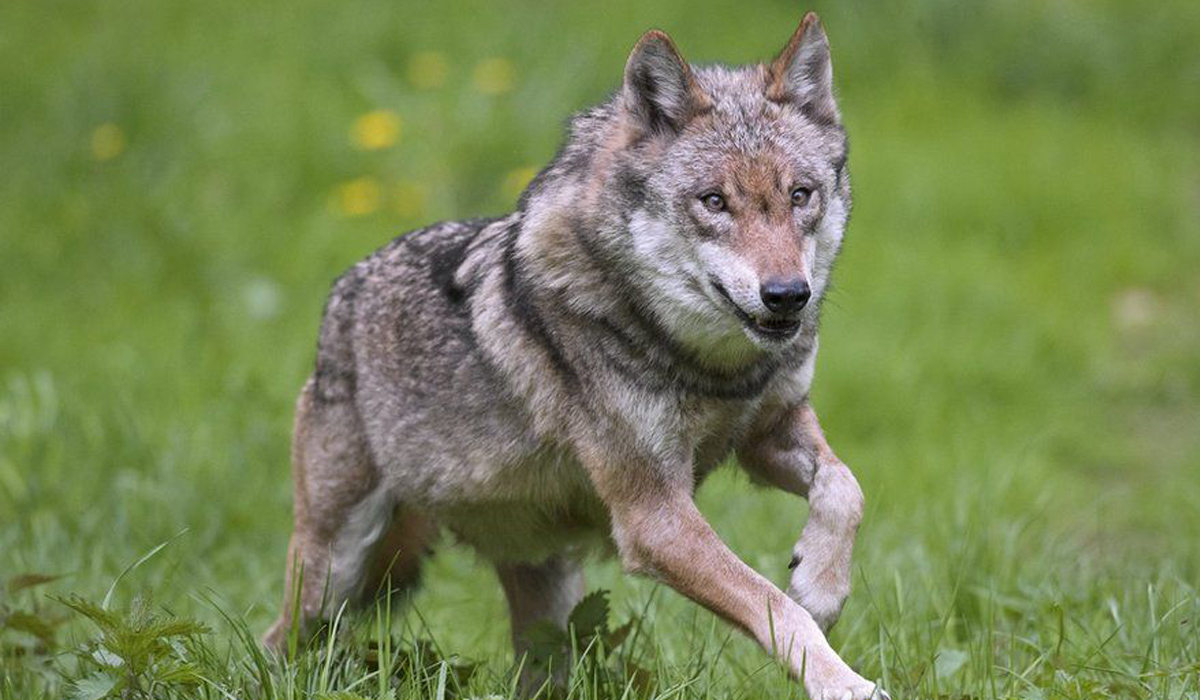 French zoo closed temporarily after pack of nine wolves escape